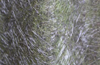 Chaldon Herring Or East Chaldon fibreglass roof work